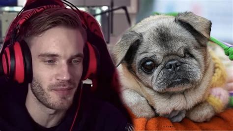 maya the pug|pewdiepie dog.